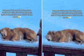 senior dog snow nap video