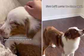 Video: Deaf Dog in Need of ‘Buddy’ Gets Furry Sibling as Surprise