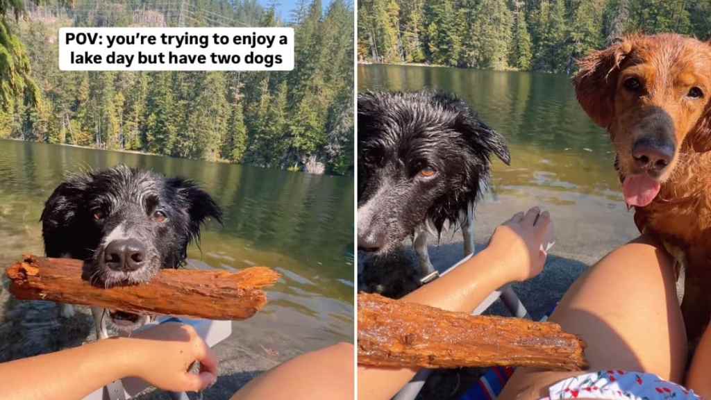 dogs play fetch video