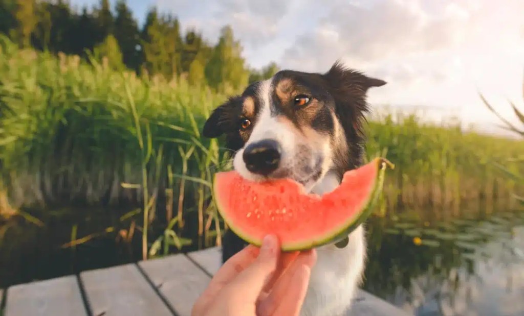 A happy collie-mix sits on a dock in summer and takes a bite from a slice of seedless watermelon, which dogs can eat and is a safe treat.