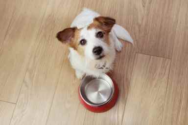 A cute dog looks up from an empty food bowl. Temporarily withholding food per your vet's advice can part of a treatment plan to relieve symptoms of acid reflux in dogs.