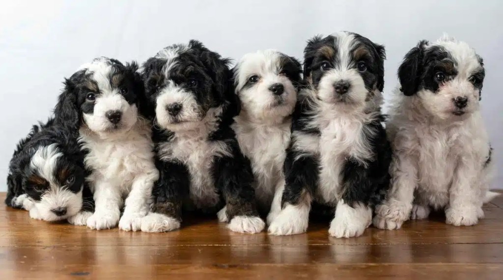 A photo of six Bernedoodle puppies sitting against a white background on a hardwood floor.