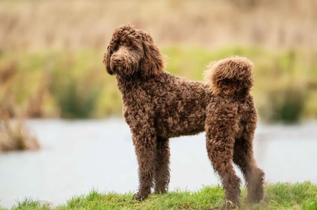 A brown Bernedoodle stands on a grassy field