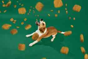 Adorable, playful purebred dog, Beagle running over green background with dog's food falling down, eating.