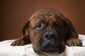 Large brown dog with sad face.