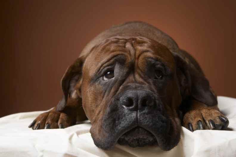 Large brown dog with sad face.