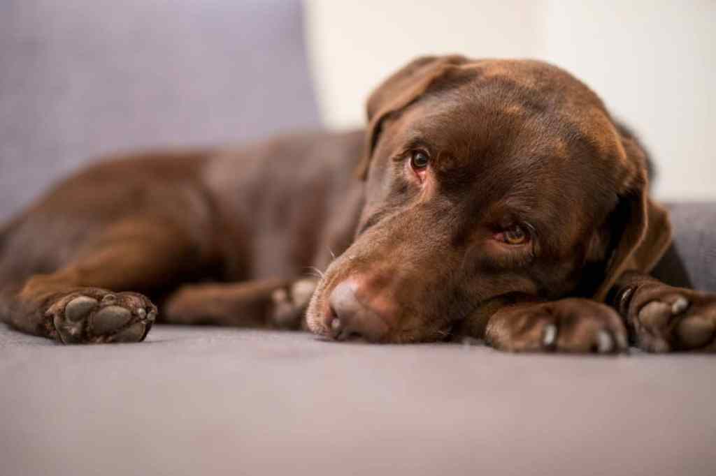 A fatigued looking Labrador Retriever looks into the camera. Extreme fatigue in addition to a swollen abdomen can be a sign of ascites in dogs.