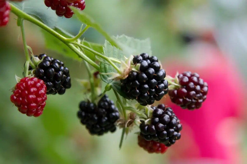 A closeup shot of blackberries, which can be safe for dogs in moderation.