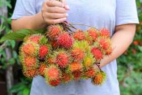 A person holding a bunch of rambutan.