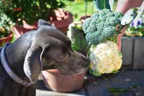 Curious dog inspecting fresh cauliflower head.