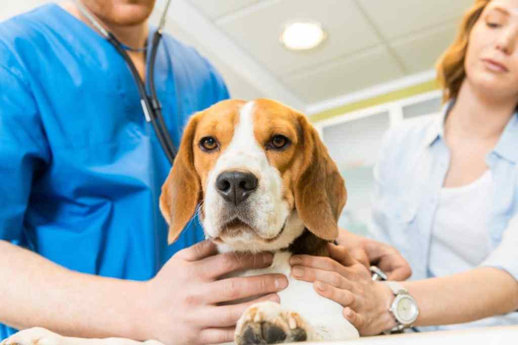 Photo of a veterinarian examining a Beagle, a dog breed more prone to kidney conditions which can cause blockages and subsequent uremia.