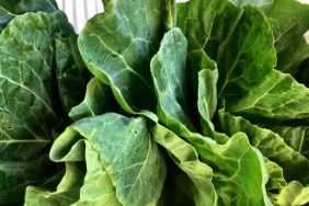 A closeup photo of fresh, leafy collard greens which can be safe for dogs in small bites.