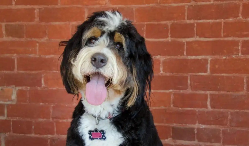 A tri-colored Bernedoodle sits against a red brick wall.