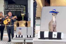tiny dog enjoys private concert video