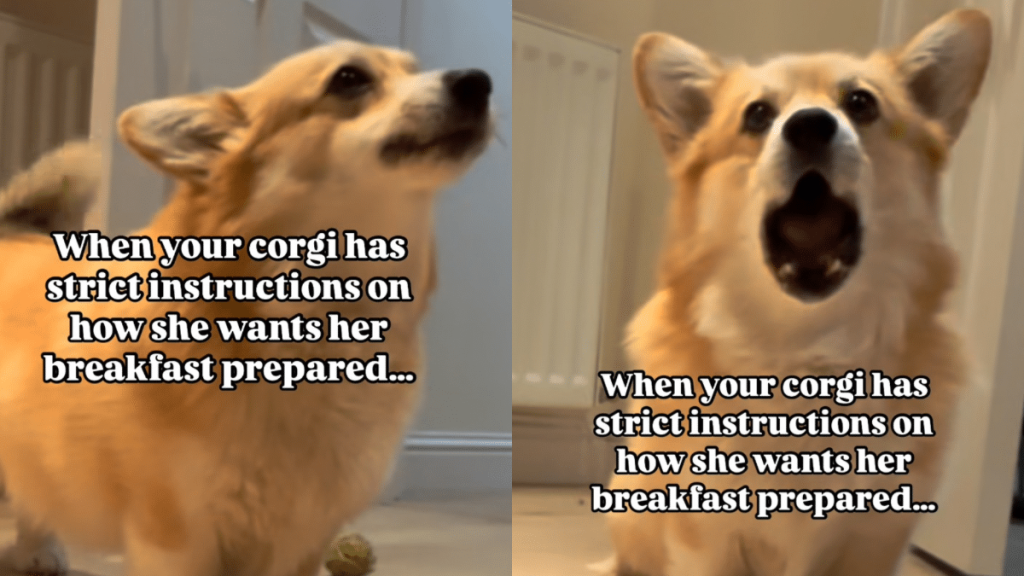 dog strict instructions video