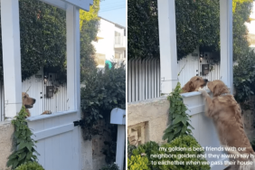 golden retriever viral video