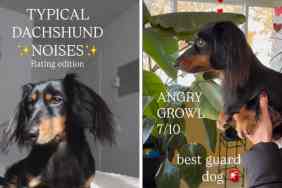 dog owner rates Dachshund noises