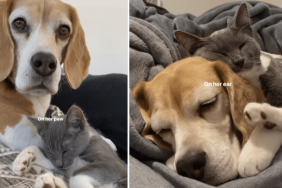 dog and cat video
