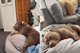 American Bully dog video