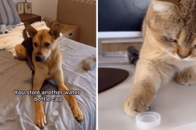 funny dog and cat video