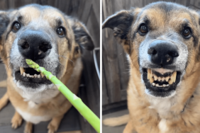 dog rating food video