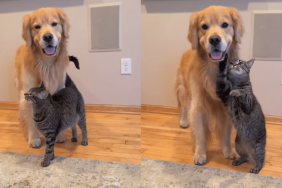 Dog and cat video