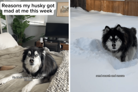 husky dog funny video