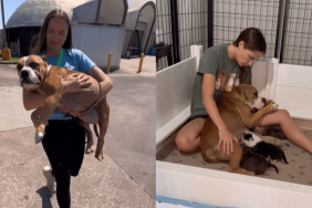 shelter mama dog video