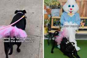 Pit Bull Easter video