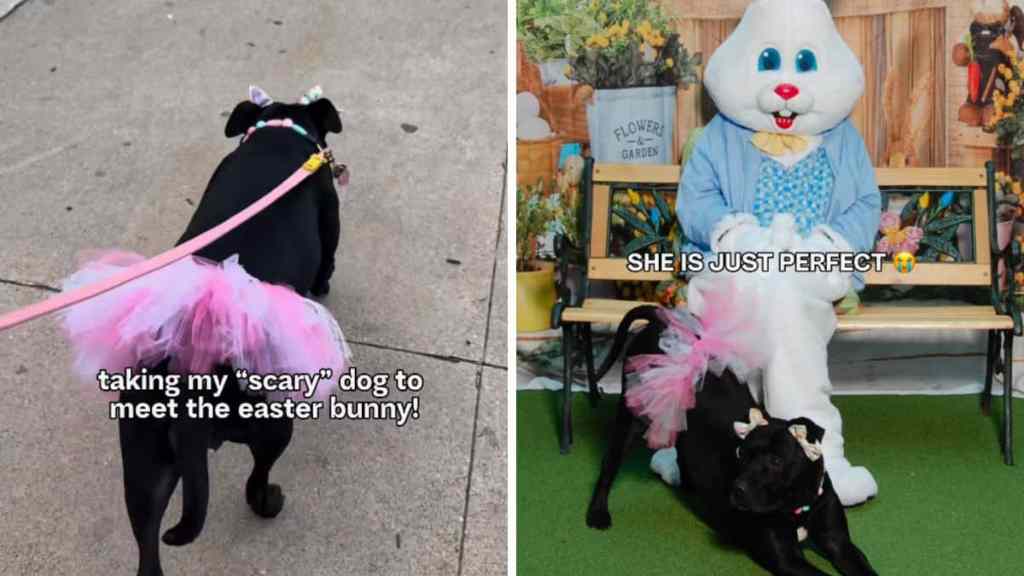 Pit Bull Easter video