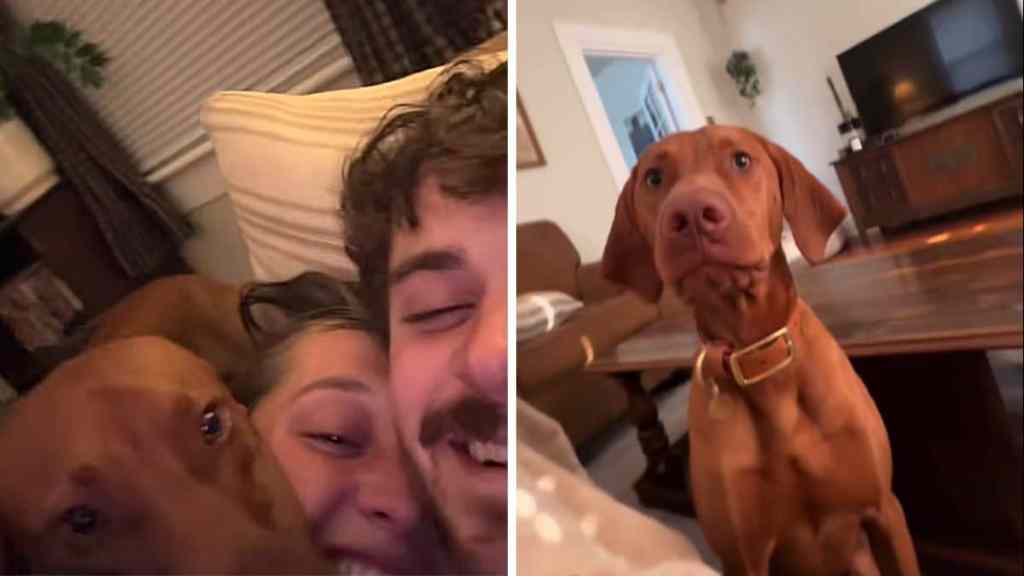 dog cuddle video