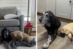 senior dog puppy video