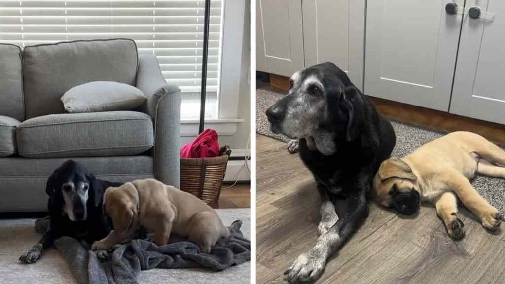 senior dog puppy video