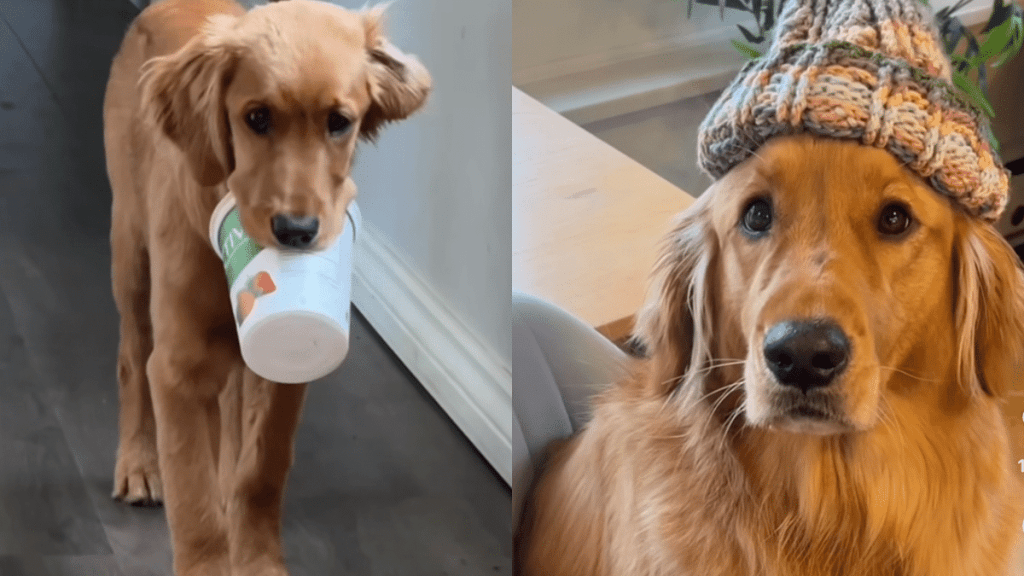 golden-retriever-morning-routine-video