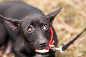 dogs bad for environment