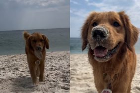 dog treasure owner video