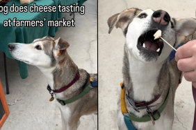 dog cheese video