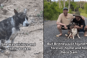 shelter dog home video