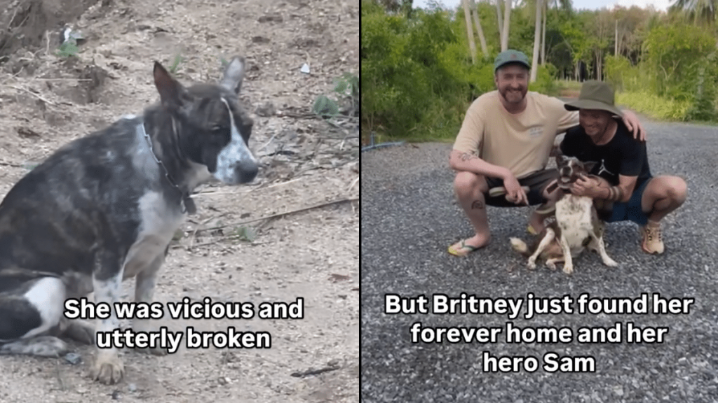 shelter dog home video