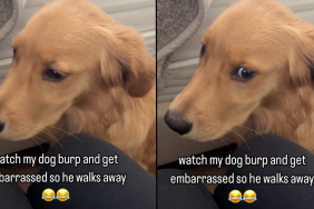 dog burping embarrassed