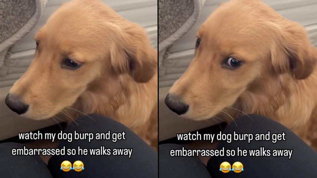 dog burping embarrassed