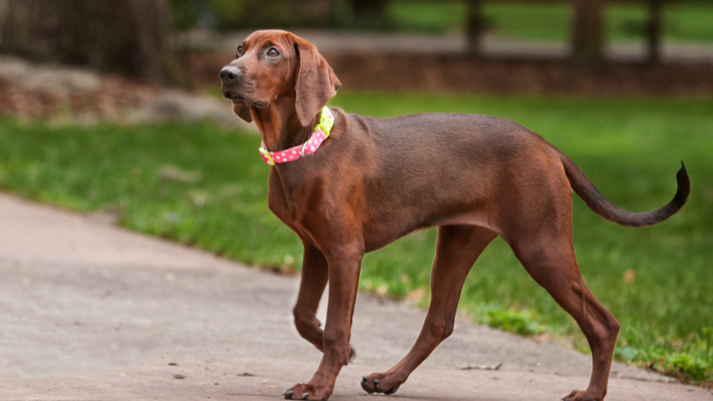 Where the Red Fern Grows