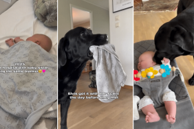 dog baby siblings blanket video
