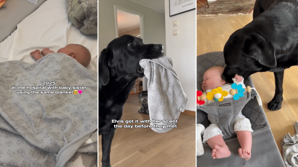 dog baby siblings blanket video