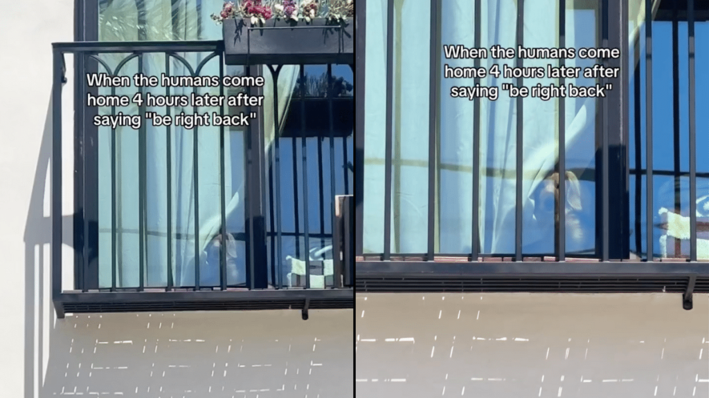 dog owner come home video