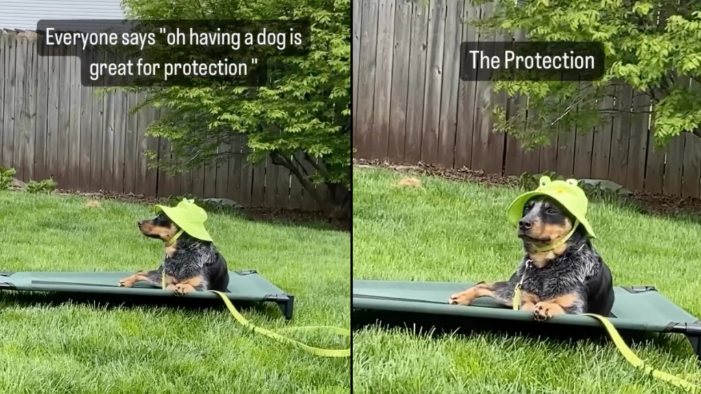 dog protection video