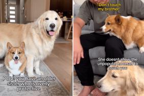 dog overly protective sibling