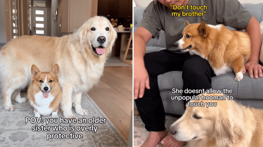 dog overly protective sibling