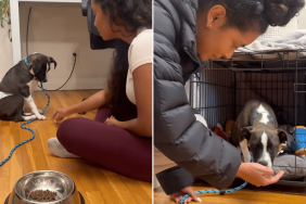 foster dog rescue video