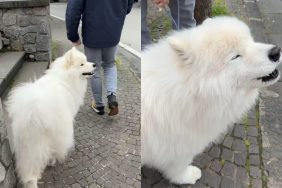 Samoyed dog video
